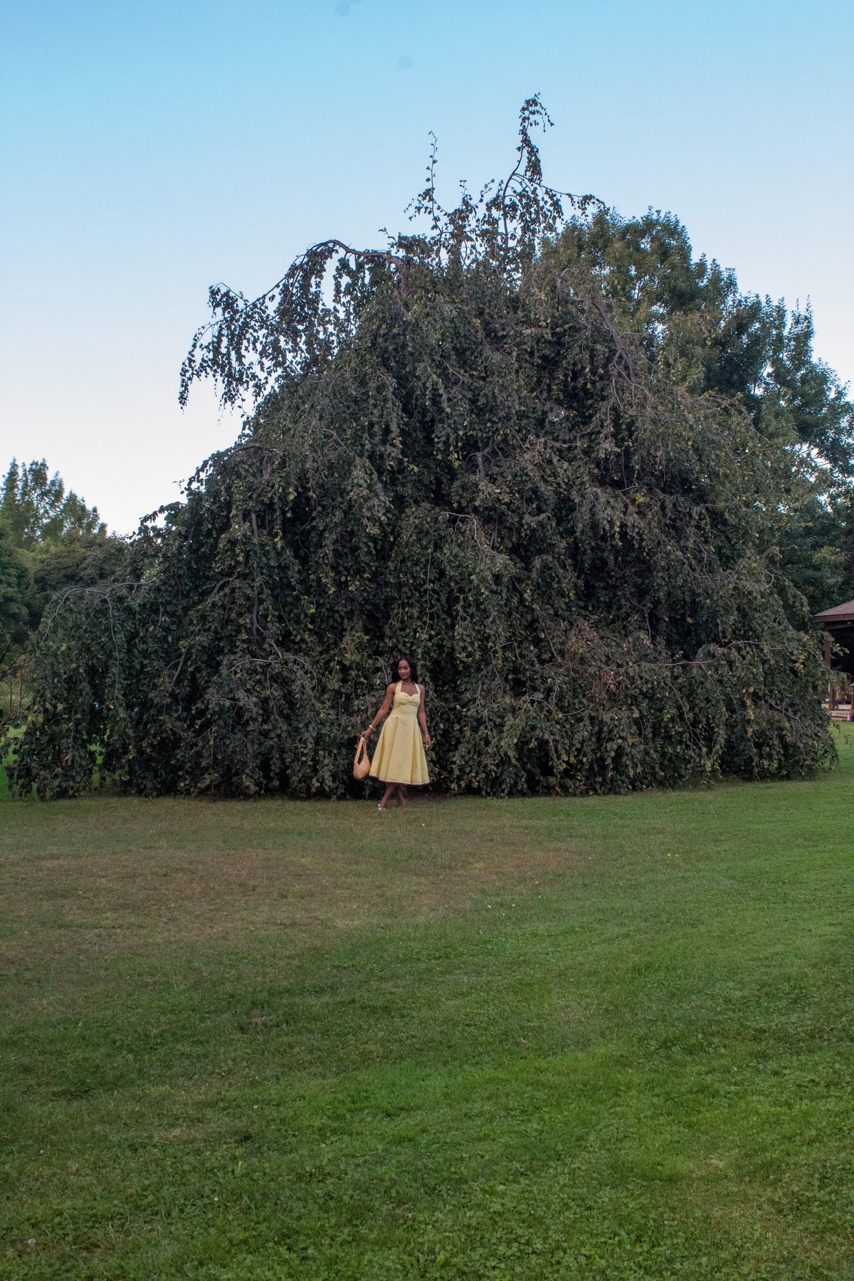 The Buttercup Midi